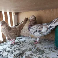 یک بام کفتر درجه یک فوری به همراه یه جفت کن