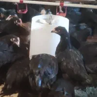 جوجه گلپایگان تاقچه 110روزه مرغ خروس سیاه جهادی|حیوانات مزرعه|مشهد, وکیل‌آباد|دیوار