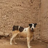 سگ افغان|سگ|معصومیه, |دیوار