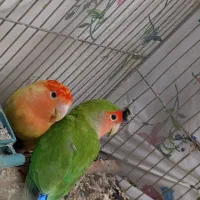 طوطی برزیلی