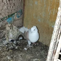 پوشداره زردوساه|حراج|میانه, |دیوار