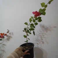 گل کاغذی های خوشرنگ و جوان|گل و گیاه طبیعی|مراغه, |دیوار