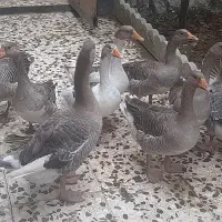 فروش غاز محلی (ارگانیک)نر و ماده