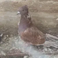 کفتر کبوتر|پرنده|تهران, سنائی|دیوار