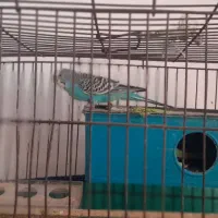 مرغ عشق جفت مولد شرطی