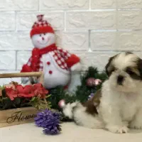 توله های نژاد شیتزو اصیل|سگ|تهران, صادقیه|دیوار