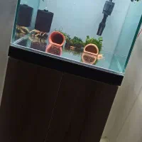 اکواریوم ریملس معاوضه با کبوتر