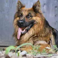 سگ ژرمن|سگ|اسلامشهر, شهرک واوان|دیوار