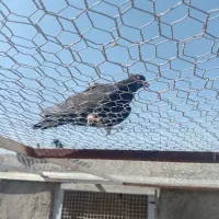 ۶۰ جفت کفتر پرشی