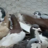 ۳۰تا ساده پرشی|پرنده|مشهد, امام رضا (ع)|دیوار