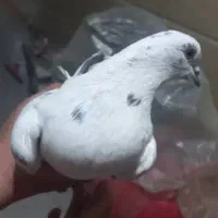 جفت پرشی با سرور ماوضه با طوقی نر|پرنده|ایذه, |دیوار