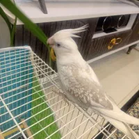 عروس هلندی