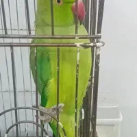 طوطی ملنگوی دوساله فروش فوری|پرنده|اردبیل, |دیوار