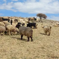 فروش تعدادی میش بختیاری و بز ترکی