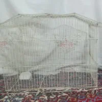 کبوتر هلمت وقفس به فروش می رسد