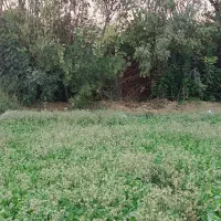 زمین-فروشی