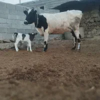 گاو هلشتاین|حیوانات مزرعه|انگوت, |دیوار