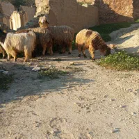 ۵ عدد میشو کوه داشتی