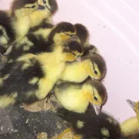 جوجه اردک خارجی|حیوانات مزرعه|گالیکش, |دیوار