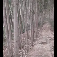 هرس وخرید چوب|خدمات باغبانی و درختکاری|بروجرد, |دیوار