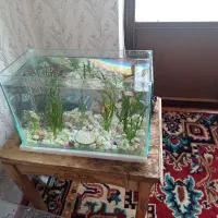 اکواریوم