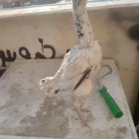 مرغ لاری کوشامو