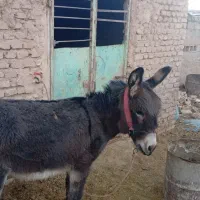 الاغ نر گله ای