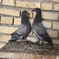 استعلام کبوتر