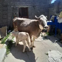 گاو سیمنتال مور باگوساله شاروله درجه یک