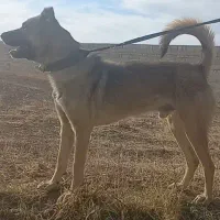 سگ سرابی جوان مناسب گله و نگهبانی|سگ|تبریز, |دیوار