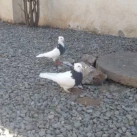 دو تا ماده آس|پرنده|فاضل آباد, |دیوار