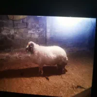 قوچ شیشک سنجابی