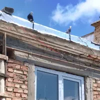 کبوتر ابلاغ ماده