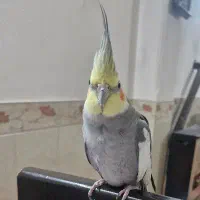 عروس هلندی نر