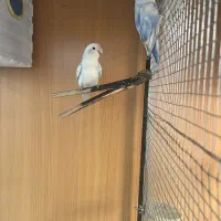 طوطی برزیلی