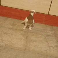 کبوتر طوقی کوار|پرنده|طسوج, |دیوار