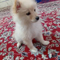 پامر‌.روباهی|سگ|اهواز, لشکرآباد|دیوار