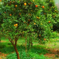 زمین ۲۱۸متری جویبار