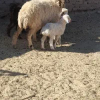 میش جوان زایش اول فروشی|حیوانات مزرعه|زیرکوه, |دیوار