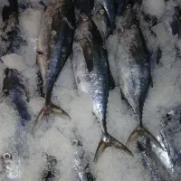 ماهی تازه میگو خشک