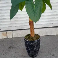 درختچه خارجی