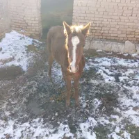 اسب درشت|اسب و تجهیزات اسبسواری|نیشابور, دربقاضی|دیوار