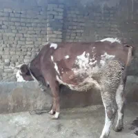گاو سیمینتال همراه گوساله|حیوانات مزرعه|بروجرد, |دیوار