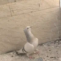 نقره ای یاسوسنی وقره طاووسی|پرنده|قم, مجیدیه|دیوار