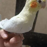 پرنده|پرنده|تهران, جوادیه|دیوار