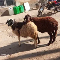 سه تاگوسفندجوان وابستن وبره ماده دامازلق قرمزلخت|حیوانات مزرعه|خواجه, |دیوار