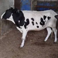 یه عدد گستر گوشتی