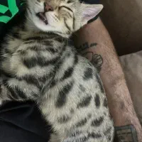 واگذاری گربه شیطون