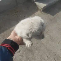 توله اشپیتز|سگ|اصفهان, گورت|دیوار