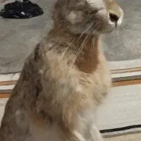 خرگوش
